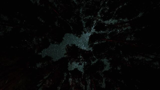 The Milky Way moves through the night sky above the tall pines in Pog Lake Campground in Algonquin Park