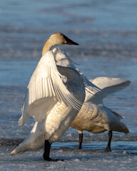 Large trumpeter tundra arctic swan in northern Canada during migration to Alaska. Flapping in open water with ice and more swans in background. Taken in April, during springtime, spring day.