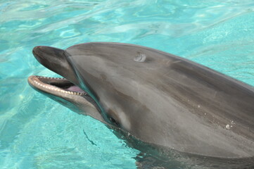 Naklejka premium イルカのアップ