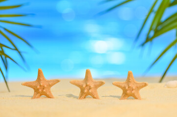 Fototapeta na wymiar Three starfish stand in a row on the seashore on a sunny day. Summer vacation concept with copy space. Seastar on sandy beach against the ocean and palm leaves. Reflexes from the sun on blue water.
