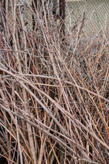 many thin branches texture in the village of wood and straw