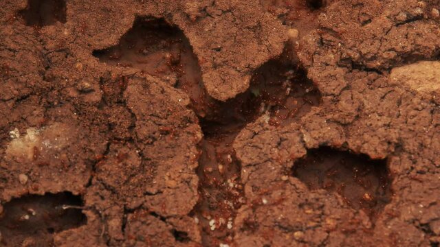 This ant colony is carrying their eggs around.