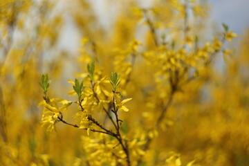 Closeup of blooming Forsythia twigs on a bright spring day: springtime concept and springtime background.