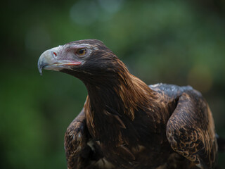 Wedgetail Eagle
