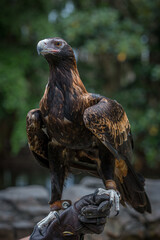 Wedgetail Eagle on handlers gloved hand