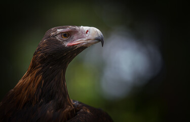 Wedgetail Eagle portrait