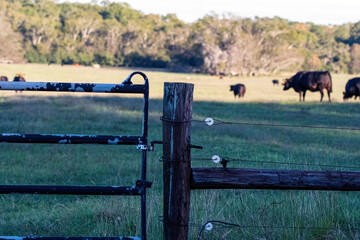 Close-up high tensile electric fence with cattle in background