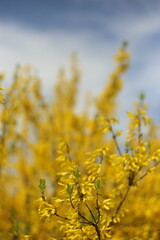 Closeup of blooming Forsythia twigs on a bright spring day: springtime concept and springtime background.