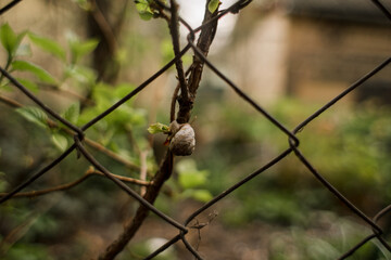 little snail sitting on a tree branch