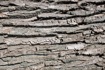 Abstract texture of tree bark. drawing horizontally.