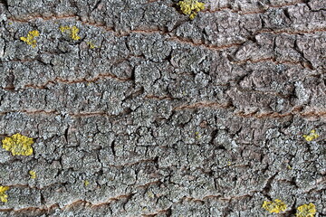 Abstract texture of tree bark. drawing horizontally.