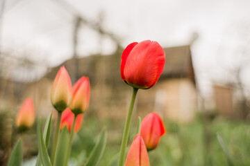 beautiful tulips grow in the garden in spring