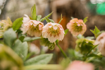 beautiful flowers grow in the garden in spring