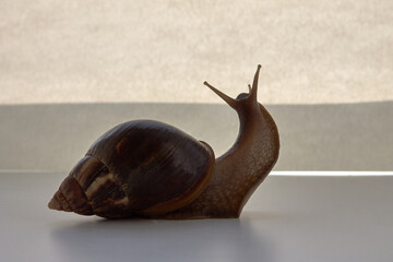 The brown snail turned elegantly toward the sun. High quality photo