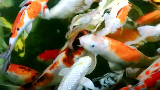 beautiful japanese koi fish in pond