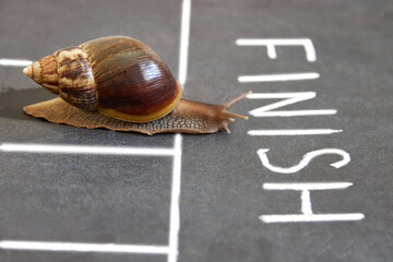 The snail is the first to cross the finish line. The concept of a difficult victory in competitions