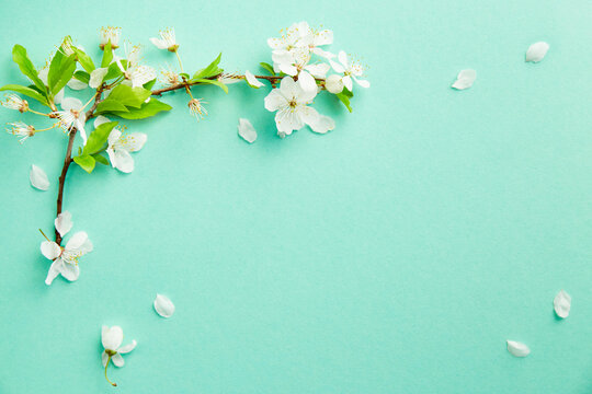 Spring turquoise background with cherry blossom twigs. Blue desktop. top view, frame. Copy space