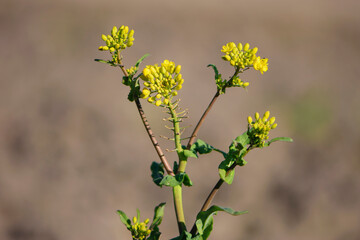 Rapeseed. Brassica napus. are blooming in sunny summer day. yellow flower, isolated on blurred natural background. agriculture, in Europe or Asia. floral background, close-up