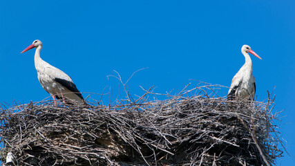 Two white storks. Ciconia. stork. wild bird. stork nest. a pair of birds in the nest. two storks. large wading, white beautiful bird. mating season. concept of love, family. space for text, close-up