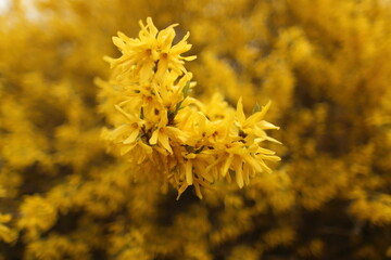 Closeup of blooming Forsythia twigs on a bright spring day: springtime concept and springtime background.