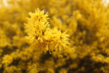 Closeup of blooming Forsythia twigs on a bright spring day: springtime concept and springtime background.