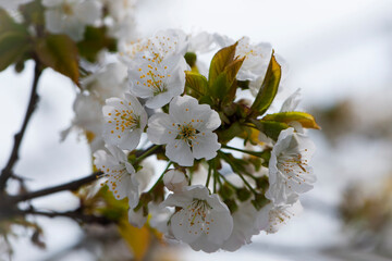 Prunus avium. White oriental cherry. white spring flowers on the tree, in the garden. cherry blossoms. delicate flowers on a branch. natural background. idea of the spring awakening. close-up