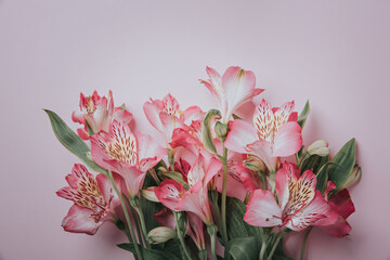 Pink alstroemeria flowers on a pink background.