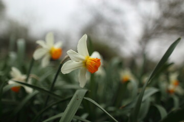 White narcissuses blooming in spring garden, green background