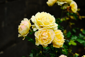 A Rose is a woody perennial flowering plant of the genus Rosa, in the family Rosaceae, or the flower it bears.There are over three hundred species and thousands of cultivars.They form a group of plant
