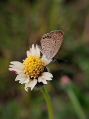 A small brown butterfly perdhed on weed fliwer