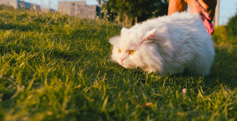 The cat is exploring the lawn by sniffing it for the smell of another cat or dog. Intuition 