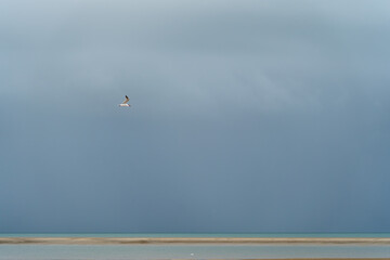 Seagull flying over Hervey Bay