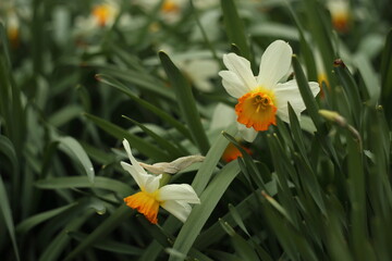 White narcissuses blooming in spring garden, green background