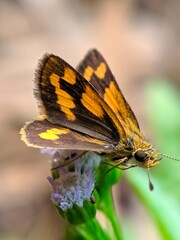 orange butterfly perched on weed flower