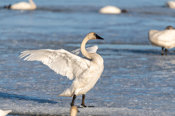 One arctic tundra trumpeter swan with wings flapping and spread out standing on a partially frozen...