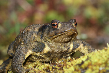 Approach photograph of a large common toad