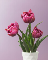  Bouquet of Pink tulips on purple background. Greeting card.