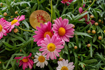Bitcoin-Münze in einem Blumenbeet