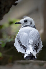 Fledgeling Black-legged Kittiwake, (Rissa tridactyla), Sizewell, Suffolk, UK.