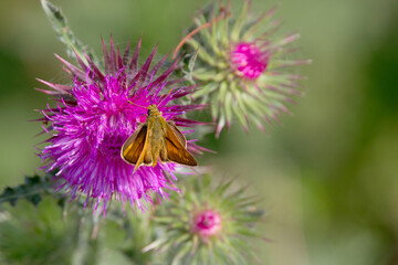 Large Skipper butterfly (Ochlodes sylvanus) on a thistle flower, Suffolk, UK.