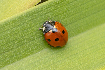 coccinelle sur une feuille en gros plan