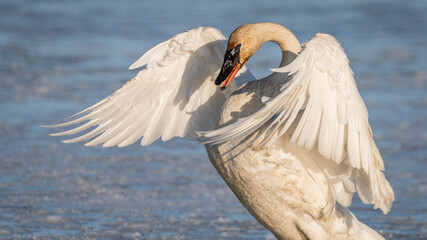 Large tundra swan in attacking, attack aggreisve stance, position while standing on river ice in spring time. Icy, slushy water in background with full body showing.  © Scalia Media