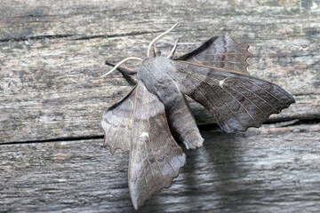 Poplar Hawk-moth (Laothoe populi), Santon Downham, Suffolk, UK.