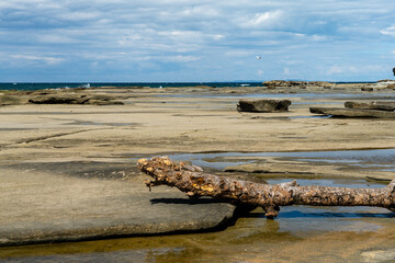 Seascape with rocks and a tree branch