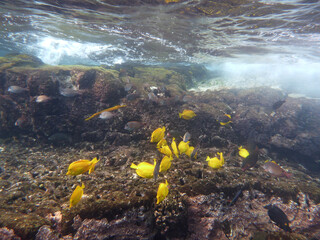 Yellow Tang and other fish swim in the waters below the surface