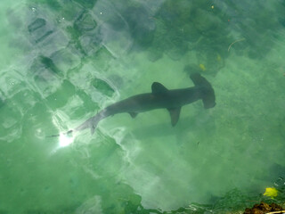 Hammerhead Shark swimming below the surface - obrazy, fototapety, plakaty