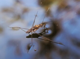 A water spider walking on brown water