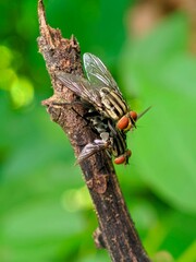 a pair of fly reproduction on branch