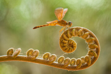 Gold Dragonfly on Fern