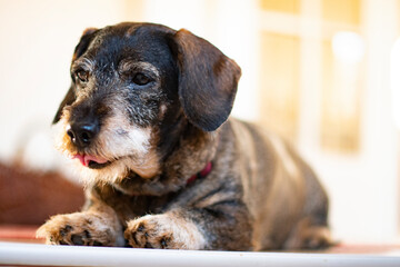 Dachshund with a lot of gesturing and faces